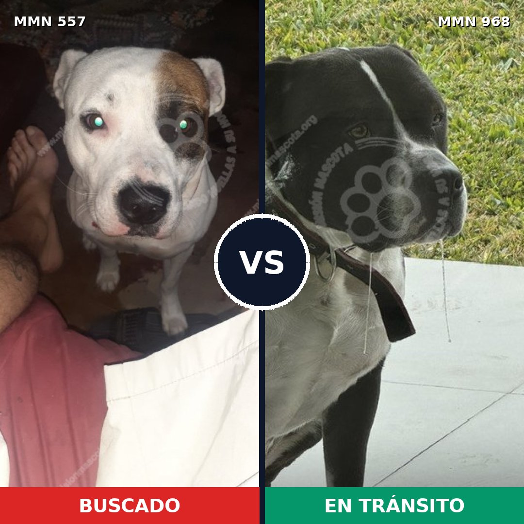 Comparativa MMS 15245: mascota perdida y mascota encontrada, 61% de similitud