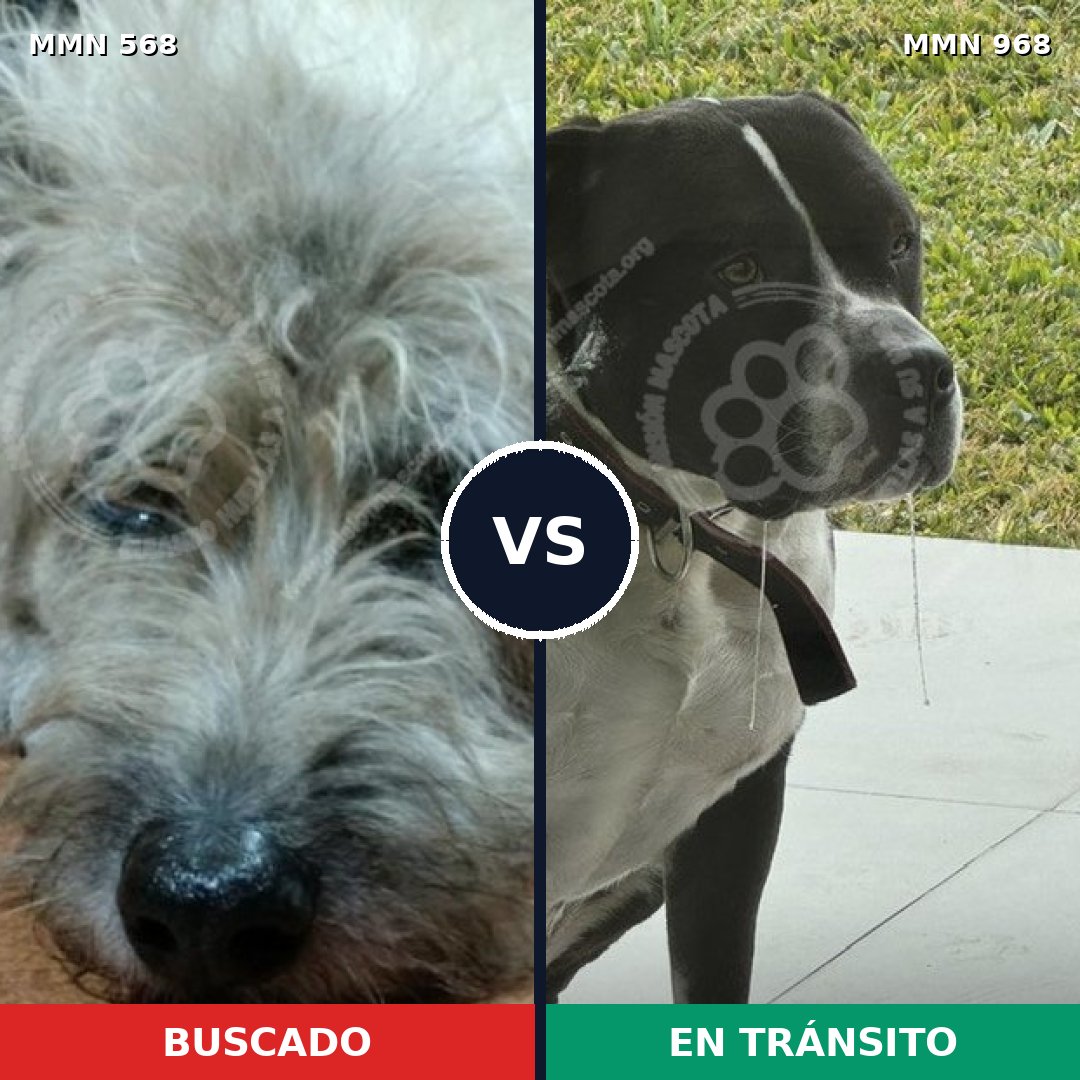 Comparativa MMS 15246: mascota perdida y mascota encontrada, 31% de similitud