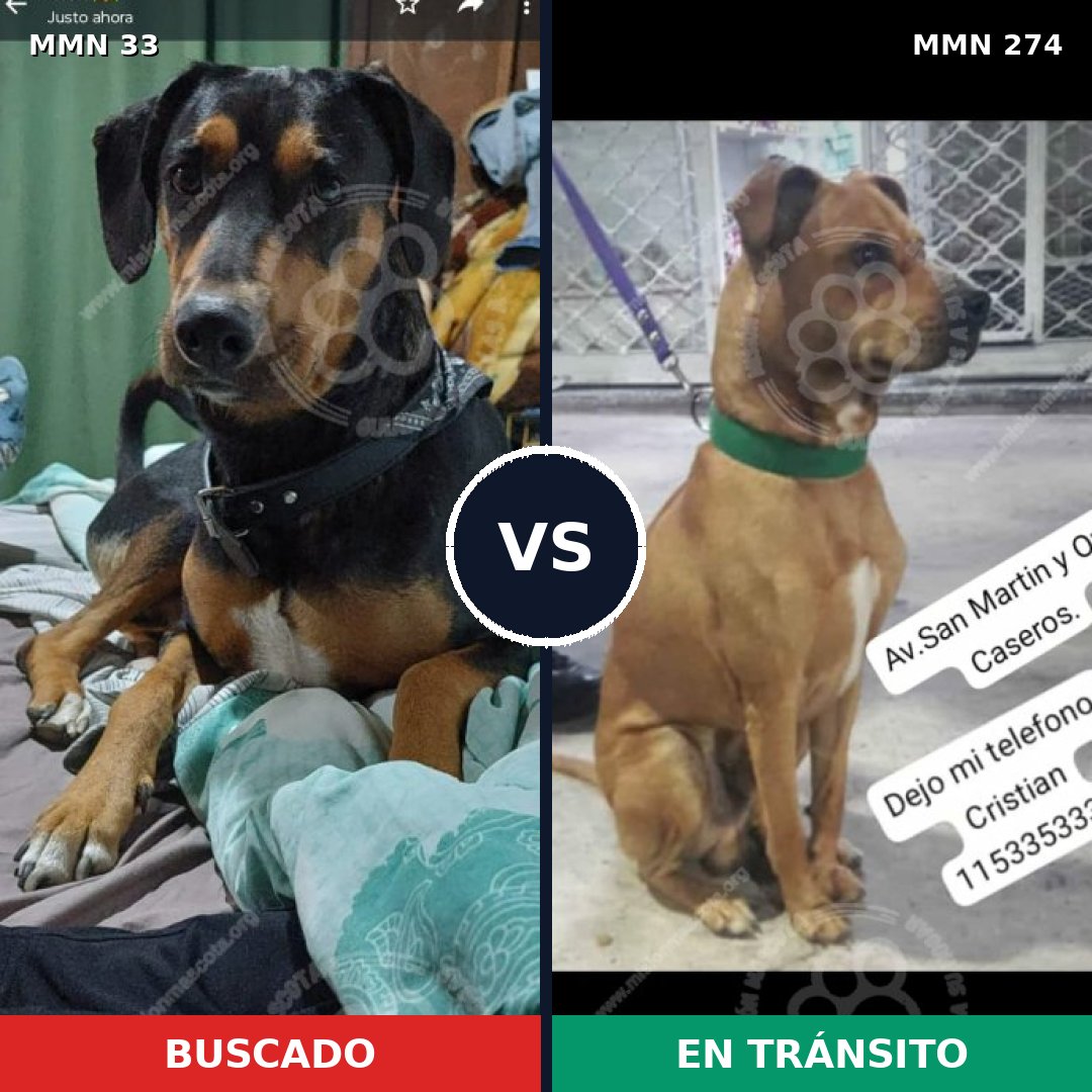 Comparativa MMS 1525: mascota perdida y mascota encontrada, 67% de similitud