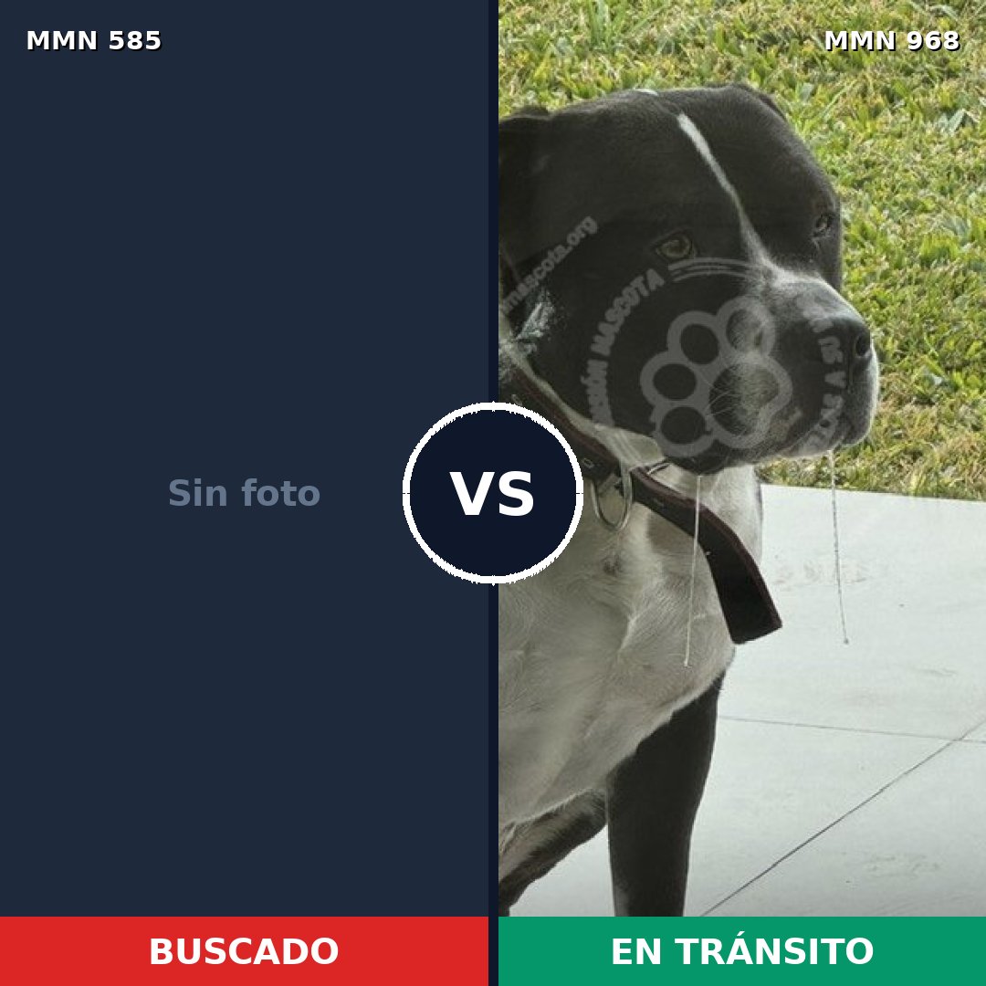 Comparativa MMS 15251: mascota perdida y mascota encontrada, 49% de similitud