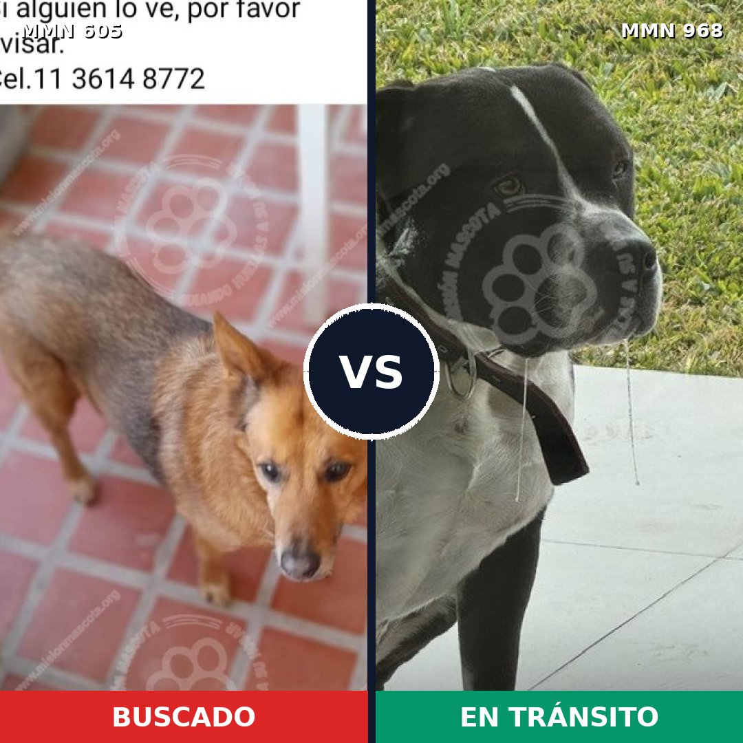 Comparativa MMS 15252: mascota perdida y mascota encontrada, 28% de similitud