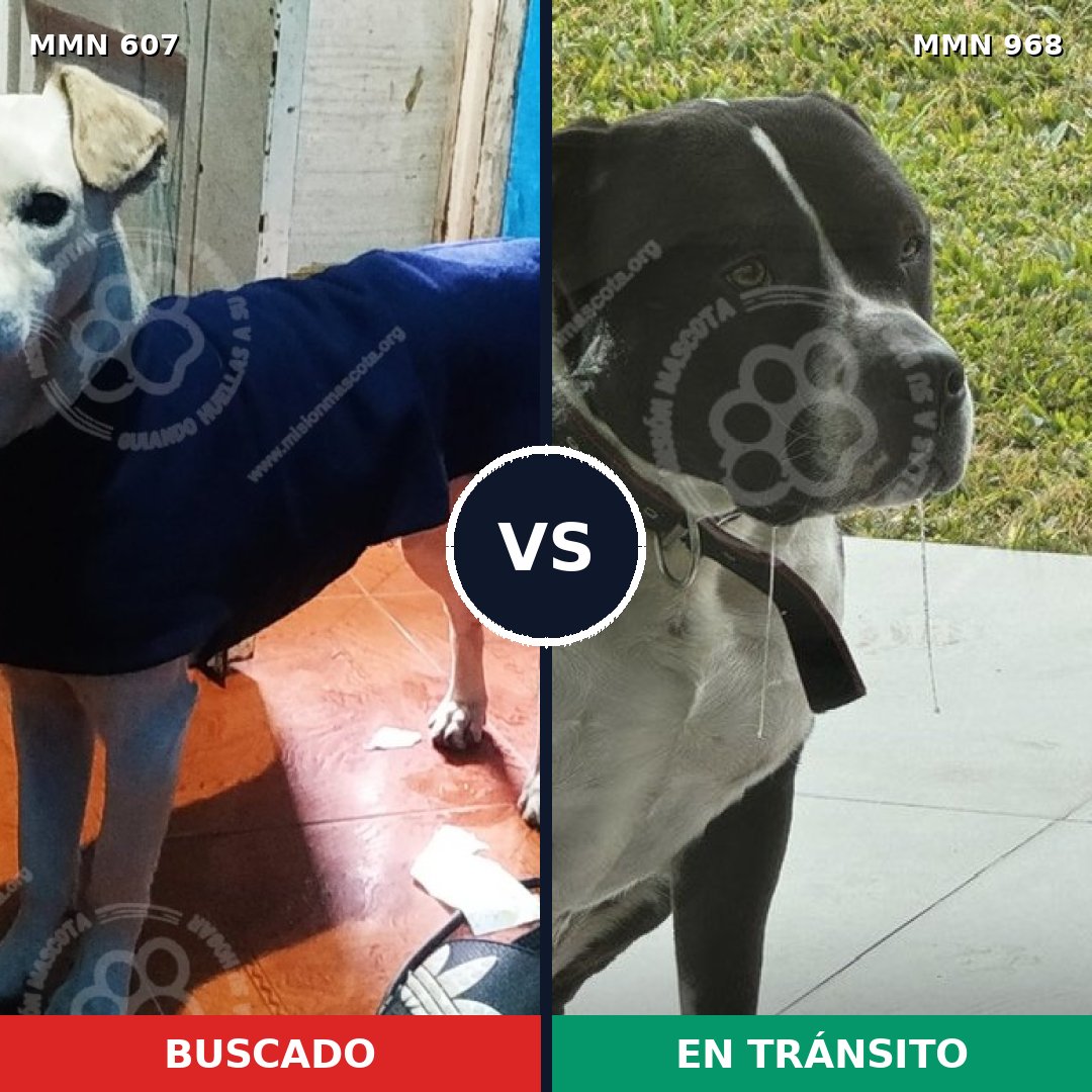 Comparativa MMS 15253: mascota perdida y mascota encontrada, 38% de similitud
