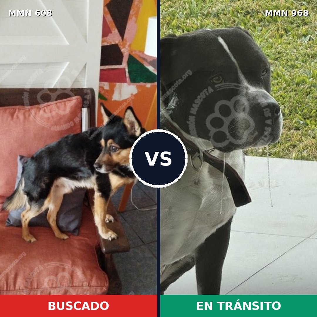Comparativa MMS 15254: mascota perdida y mascota encontrada, 42% de similitud