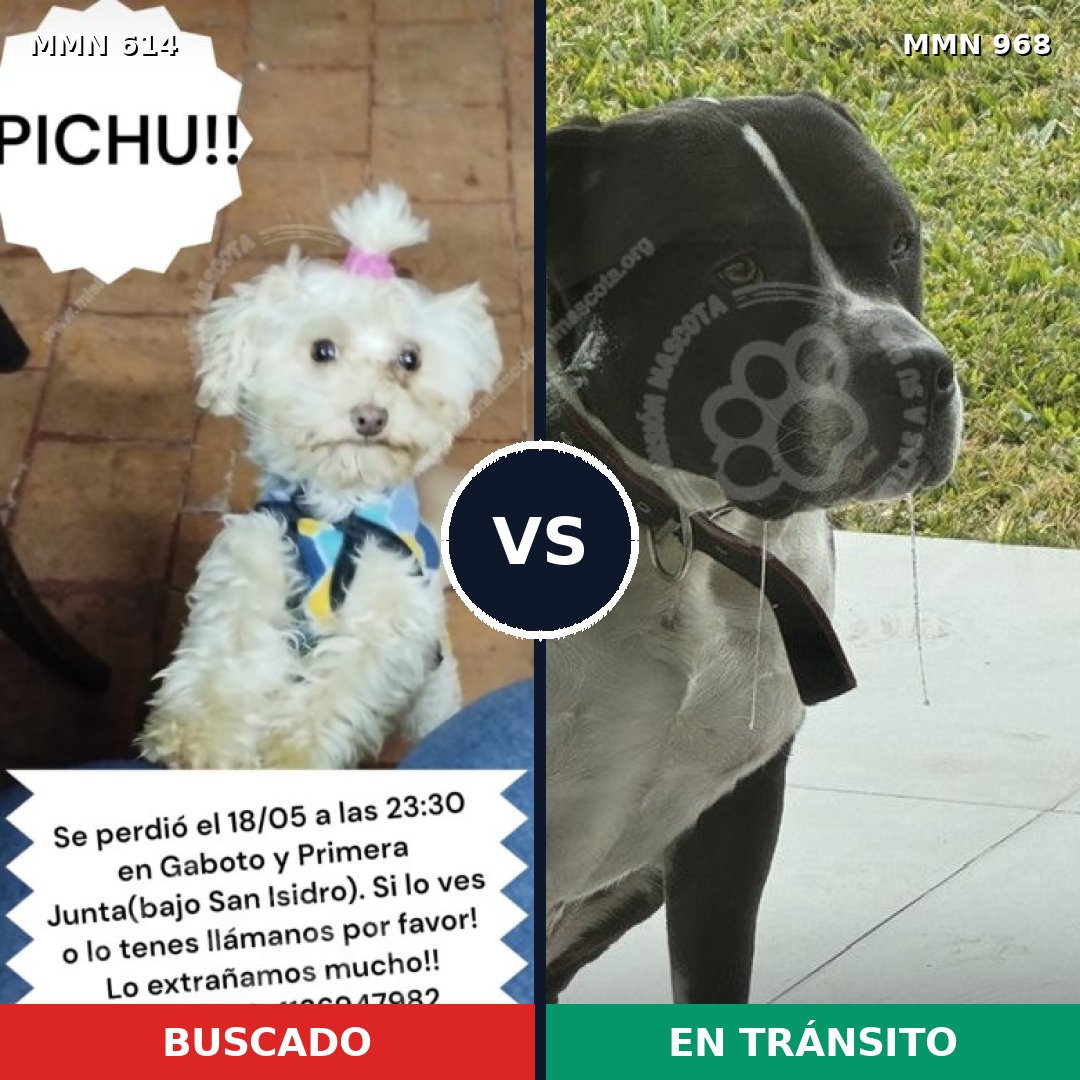 Comparativa MMS 15256: mascota perdida y mascota encontrada, 26% de similitud