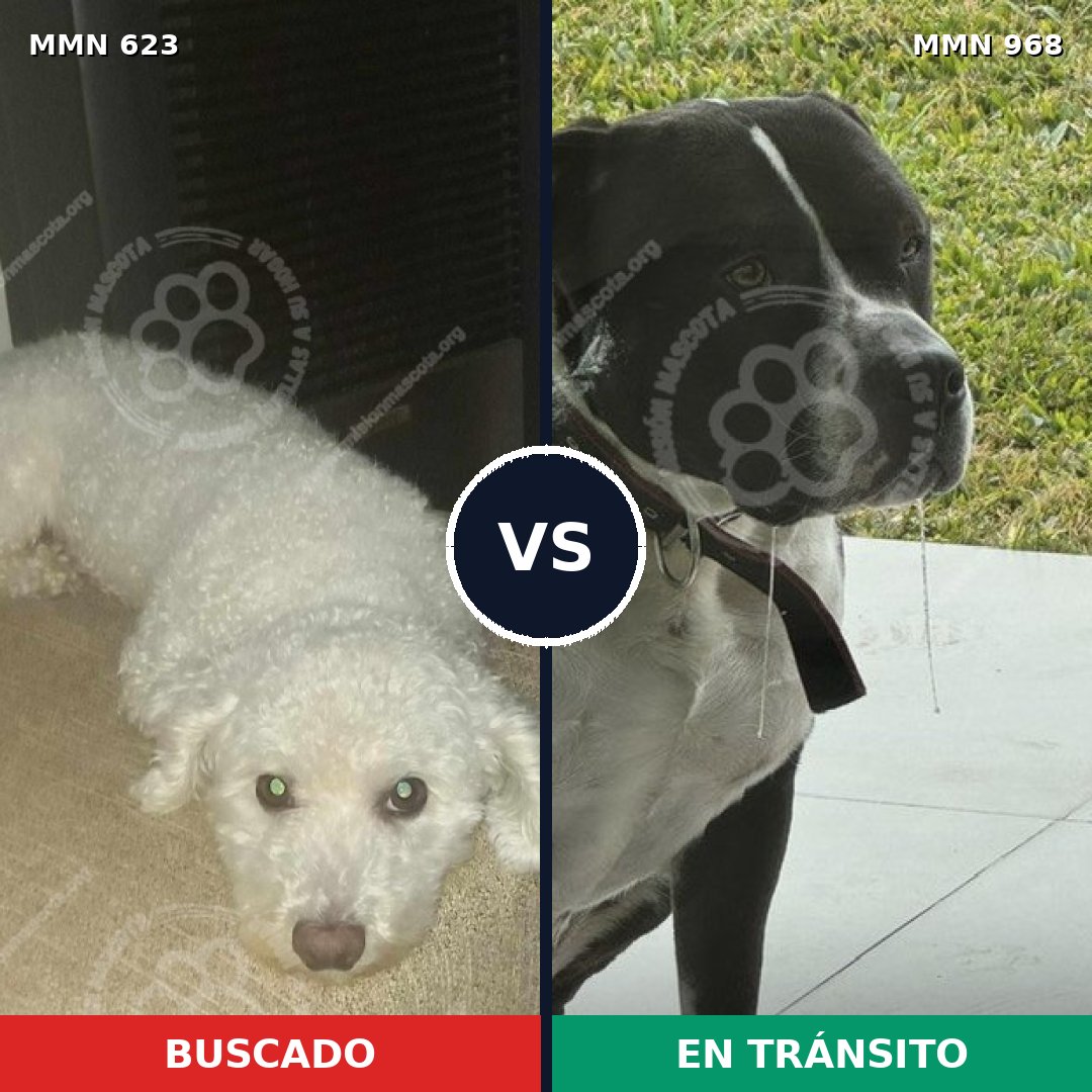Comparativa MMS 15257: mascota perdida y mascota encontrada, 17% de similitud