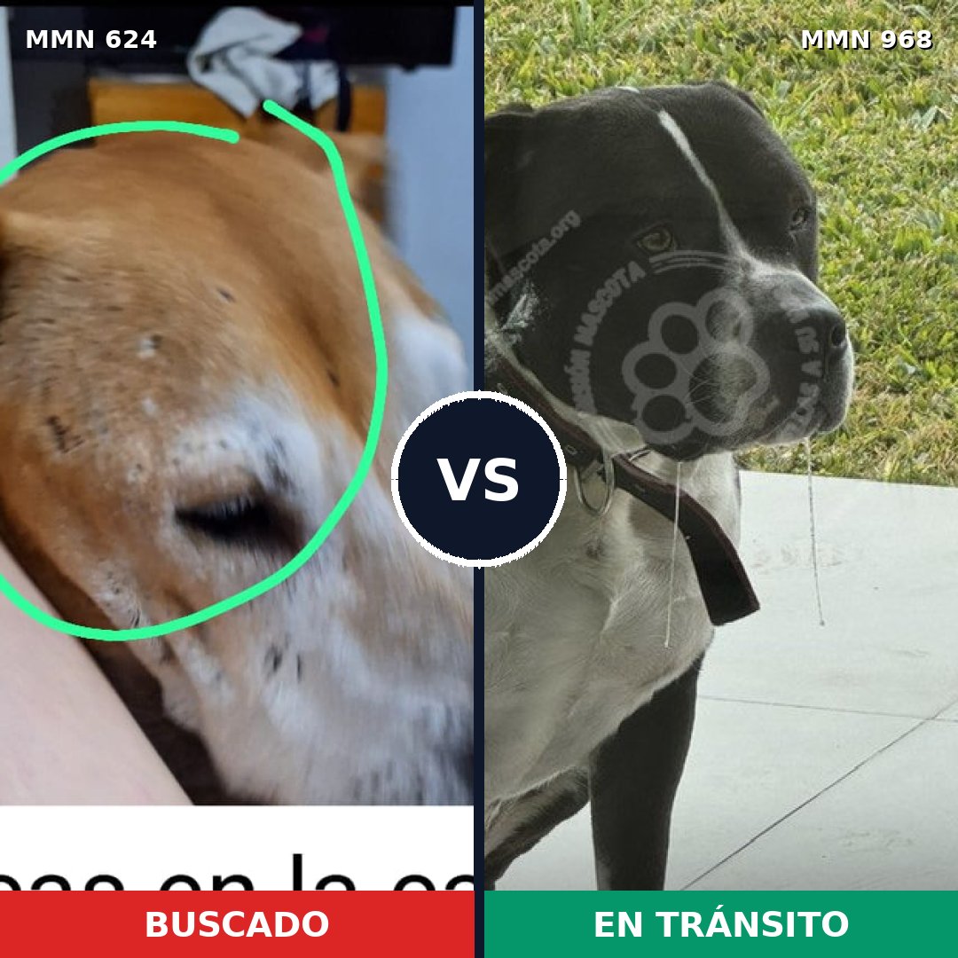 Comparativa MMS 15258: mascota perdida y mascota encontrada, 72% de similitud