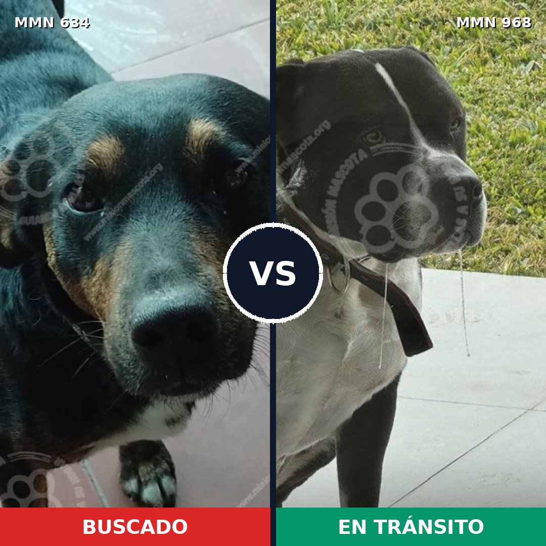 Comparativa MMS 15259: mascota perdida y mascota encontrada, 40% de similitud