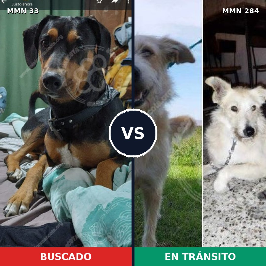 Comparativa MMS 1526: mascota perdida y mascota encontrada, 58% de similitud