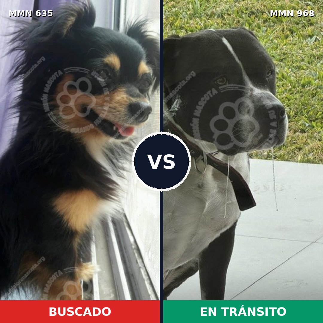 Comparativa MMS 15260: mascota perdida y mascota encontrada, 32% de similitud