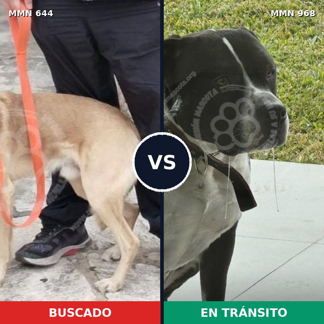 Comparativa MMS 15261: mascota perdida y mascota encontrada, 35% de similitud