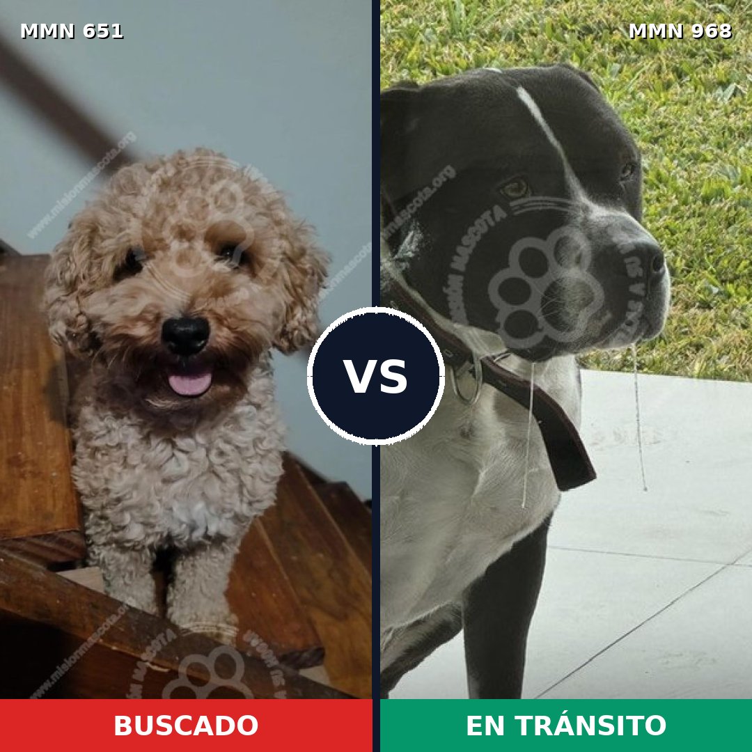 Comparativa MMS 15262: mascota perdida y mascota encontrada, 26% de similitud