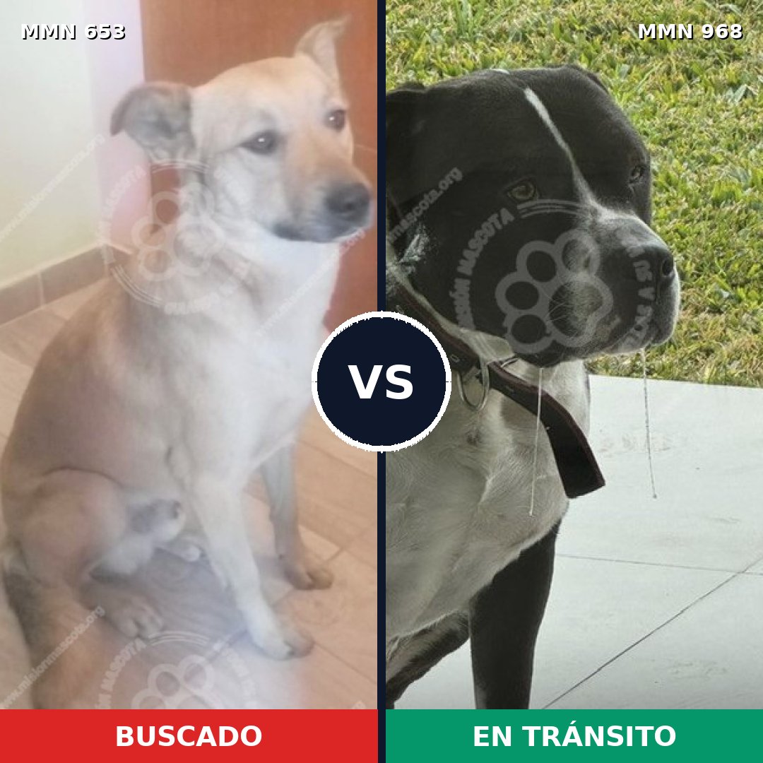 Comparativa MMS 15263: mascota perdida y mascota encontrada, 36% de similitud