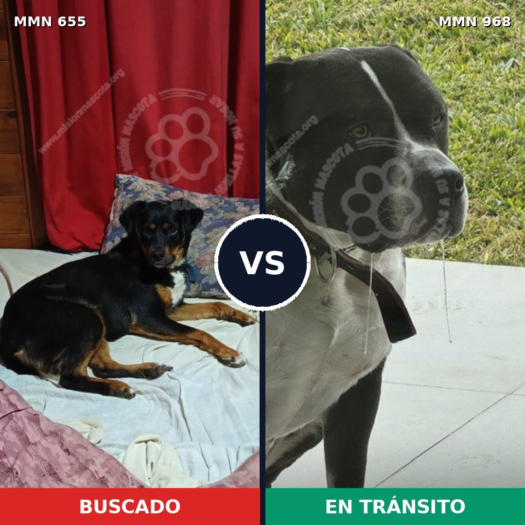 Comparativa MMS 15264: mascota perdida y mascota encontrada, 44% de similitud