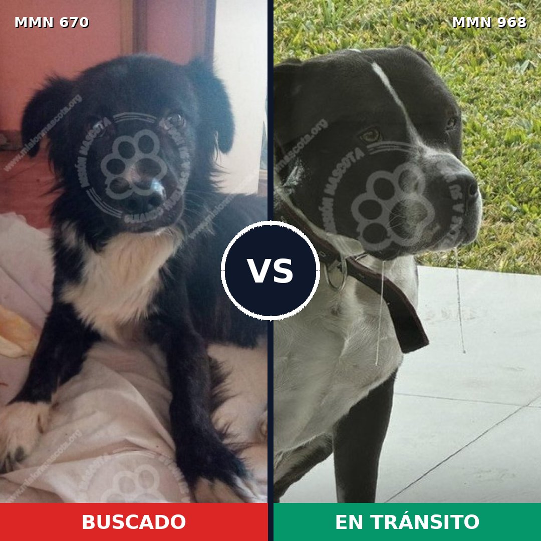 Comparativa MMS 15266: mascota perdida y mascota encontrada, 35% de similitud