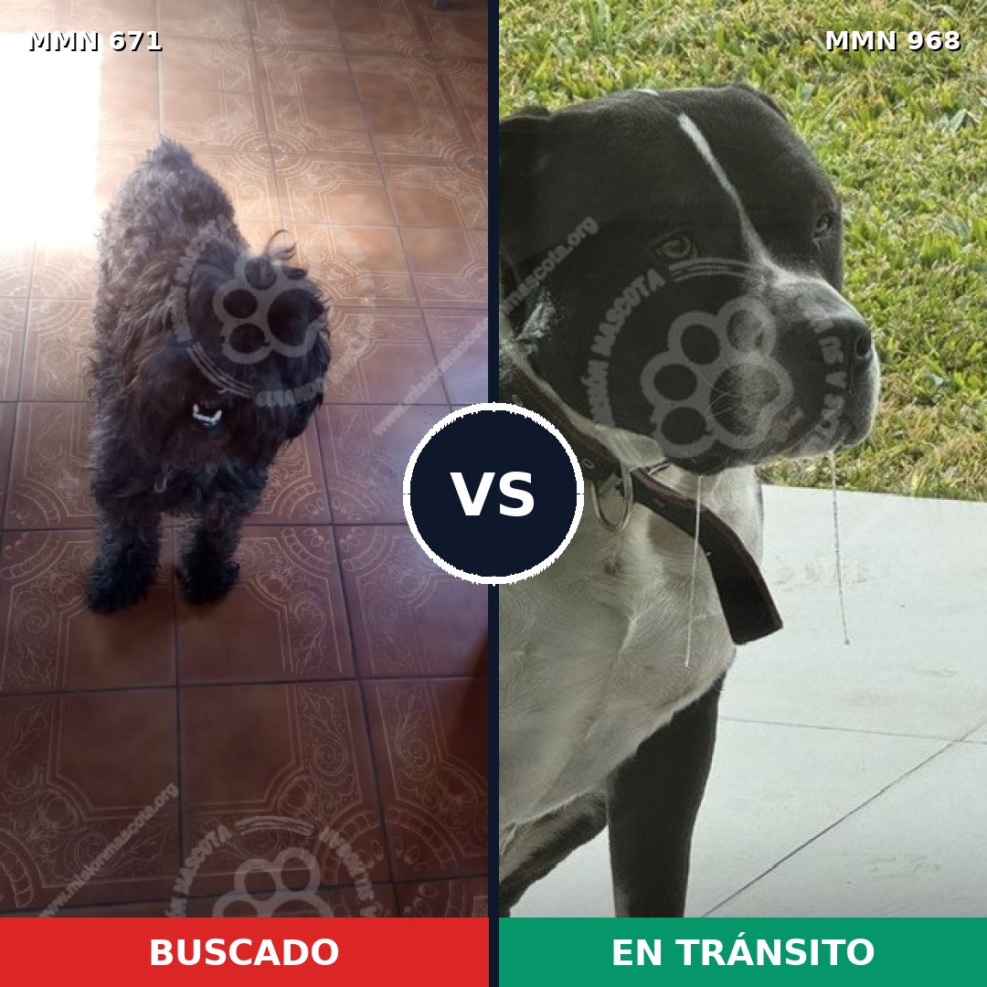 Comparativa MMS 15267: mascota perdida y mascota encontrada, 31% de similitud