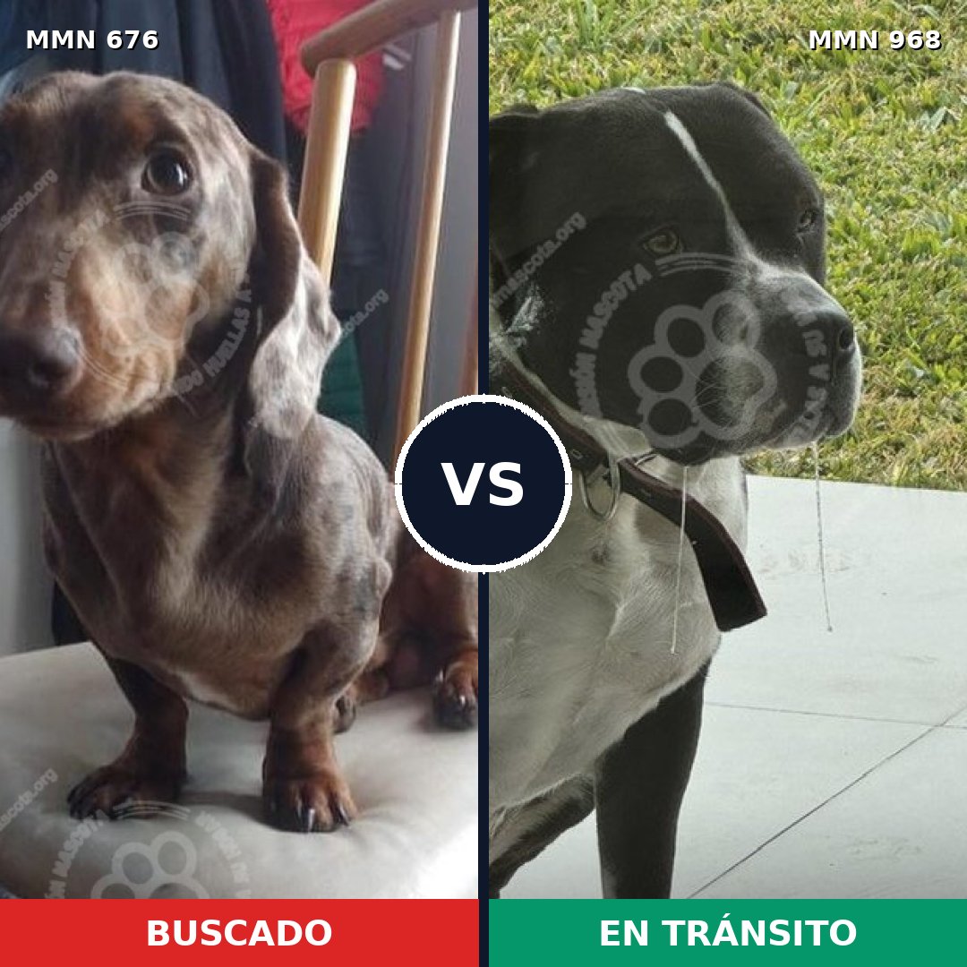 Comparativa MMS 15268: mascota perdida y mascota encontrada, 18% de similitud