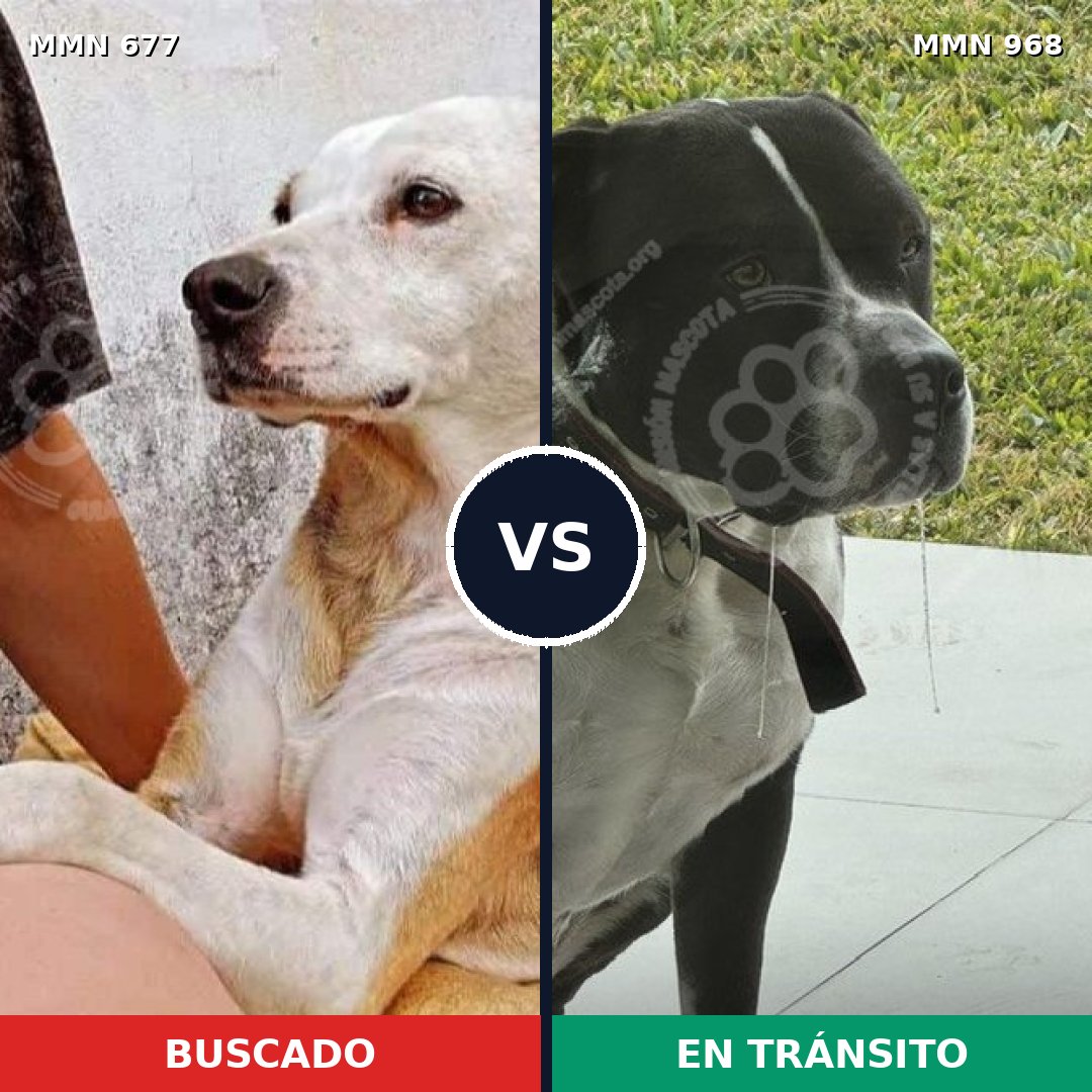 Comparativa MMS 15269: mascota perdida y mascota encontrada, 38% de similitud