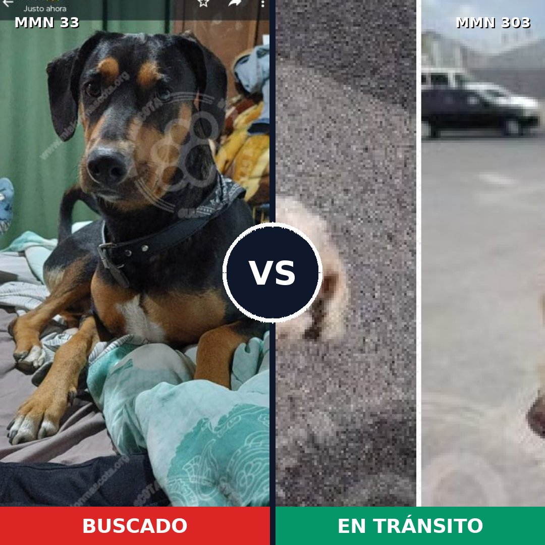 Comparativa MMS 1527: mascota perdida y mascota encontrada, 19% de similitud