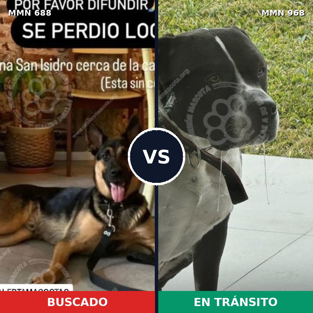 Comparativa MMS 15270: mascota perdida y mascota encontrada, 46% de similitud