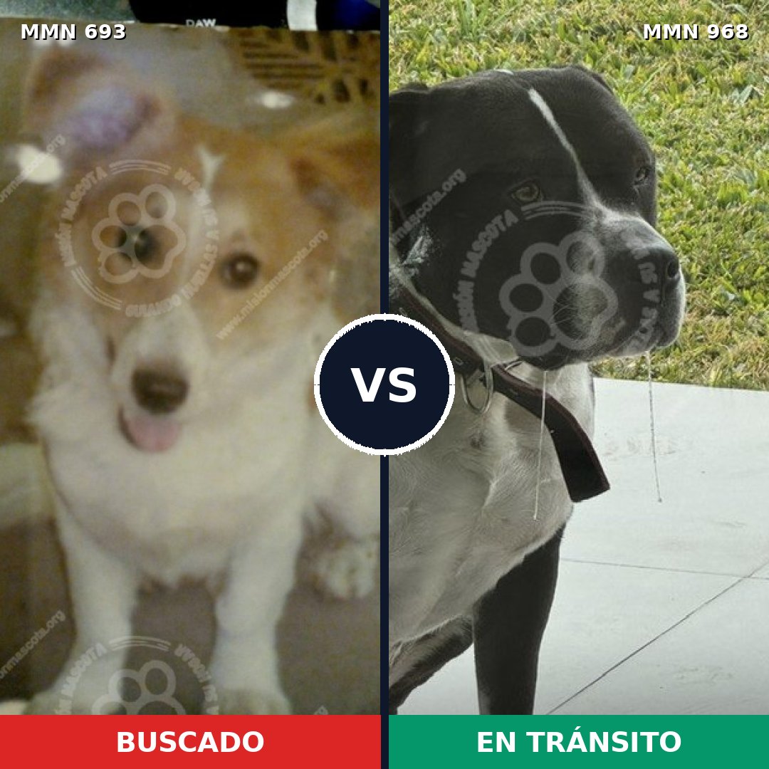 Comparativa MMS 15271: mascota perdida y mascota encontrada, 24% de similitud