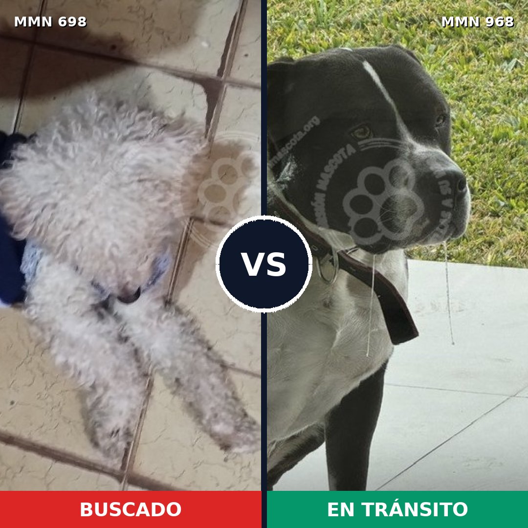 Comparativa MMS 15272: mascota perdida y mascota encontrada, 23% de similitud