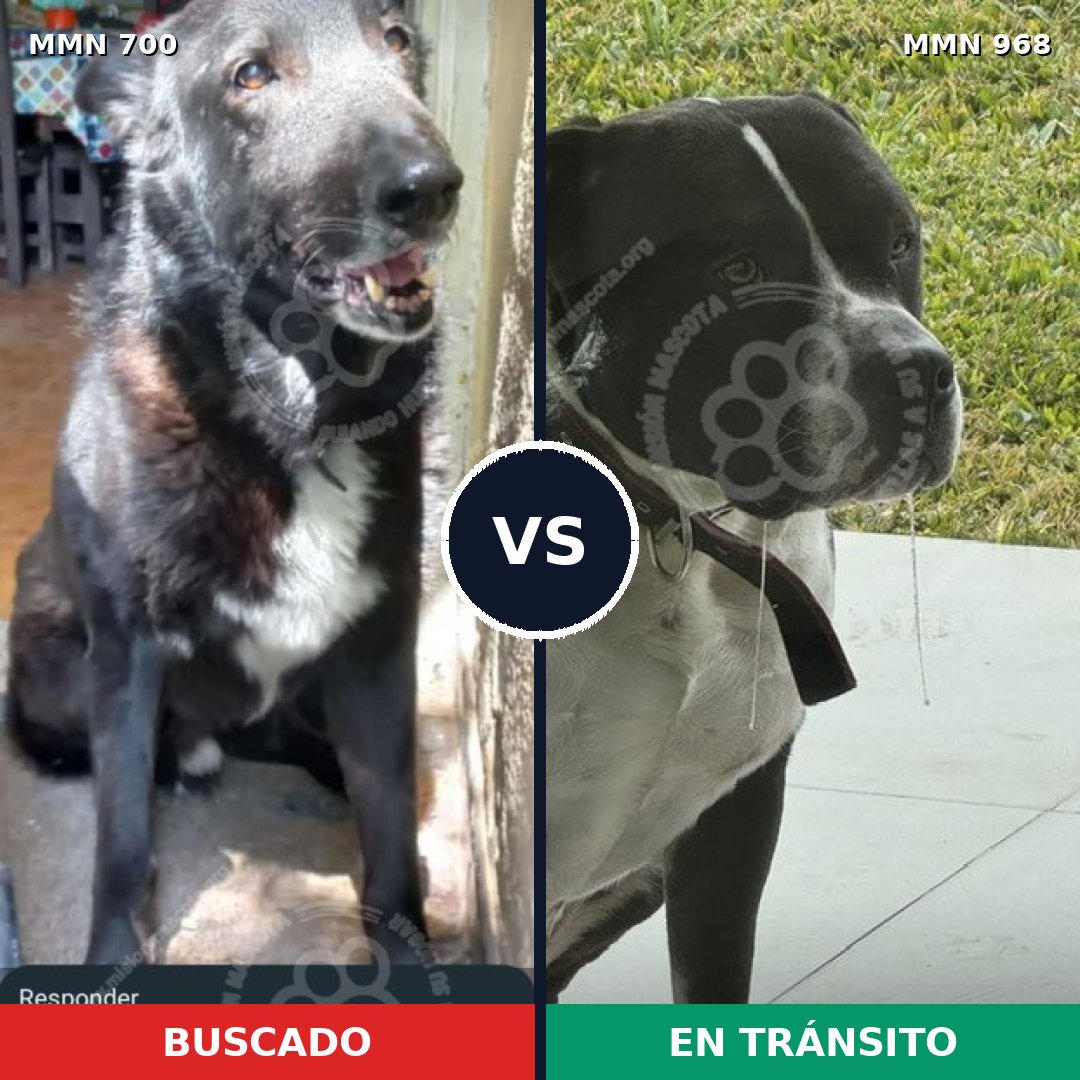 Comparativa MMS 15273: mascota perdida y mascota encontrada, 56% de similitud