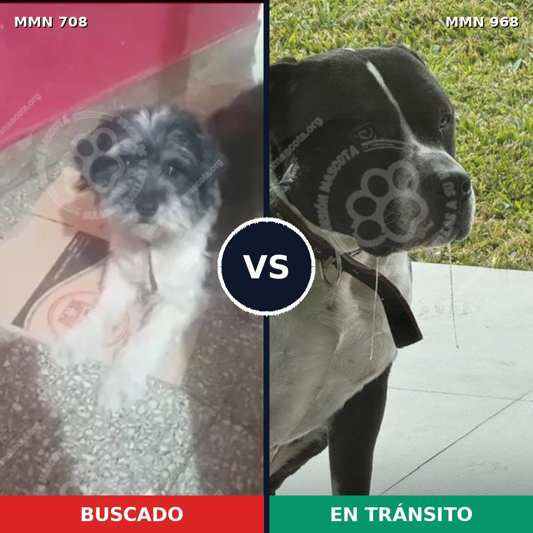 Comparativa MMS 15274: mascota perdida y mascota encontrada, 38% de similitud