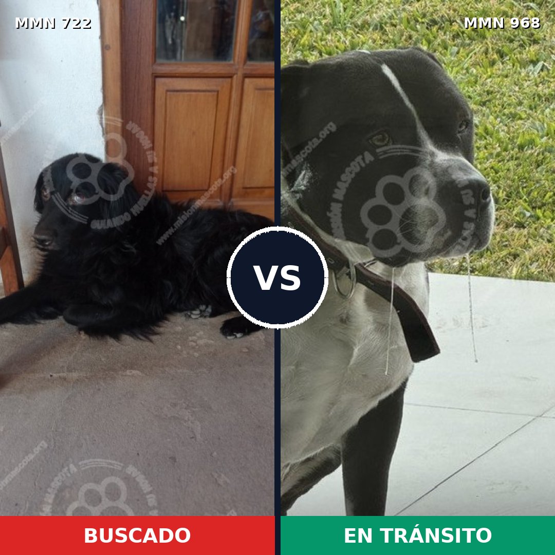 Comparativa MMS 15276: mascota perdida y mascota encontrada, 38% de similitud