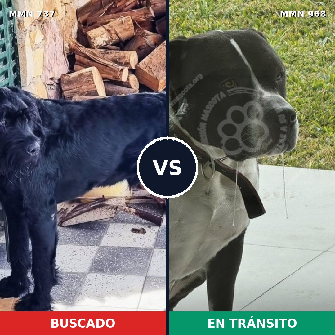 Comparativa MMS 15277: mascota perdida y mascota encontrada, 39% de similitud