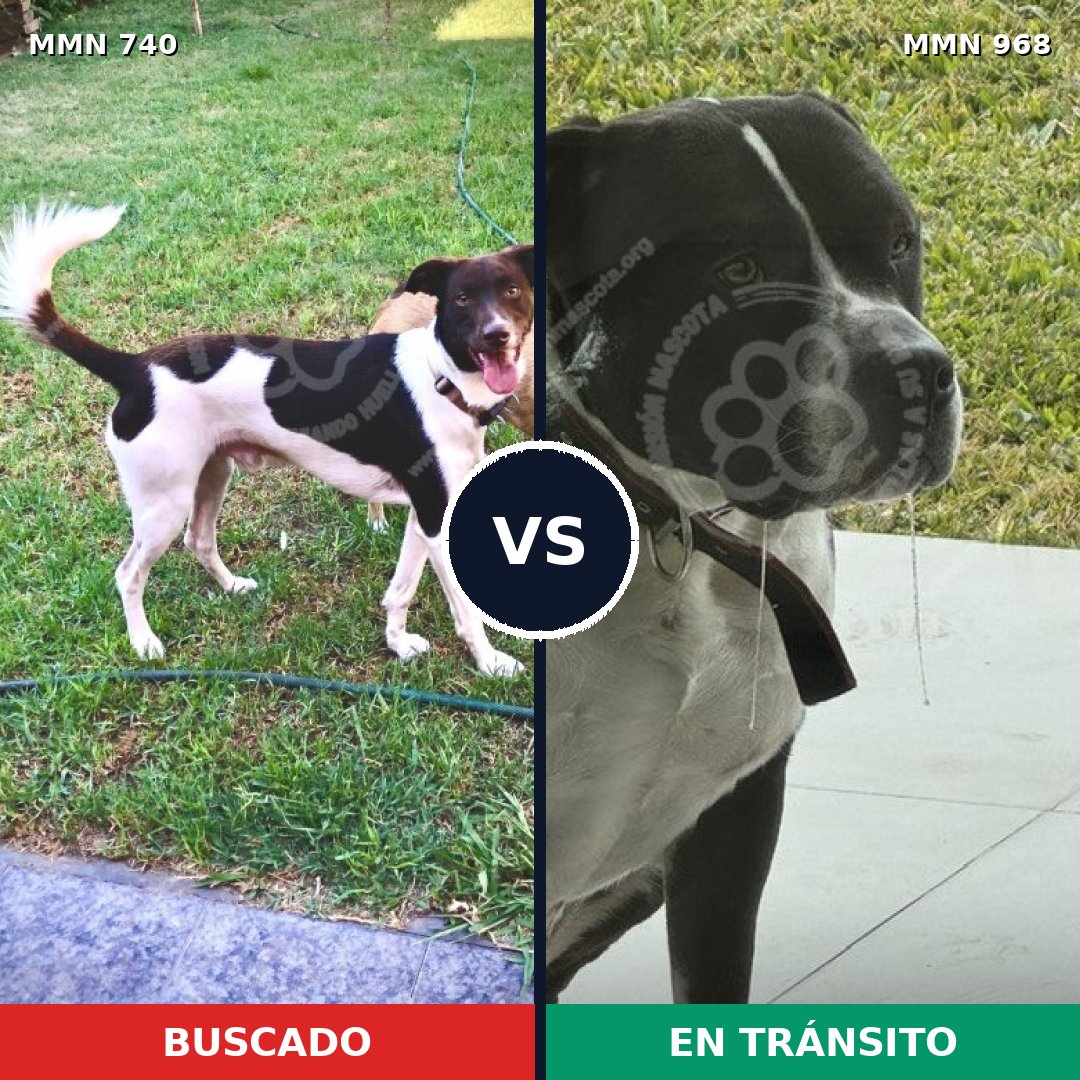 Comparativa MMS 15278: mascota perdida y mascota encontrada, 37% de similitud