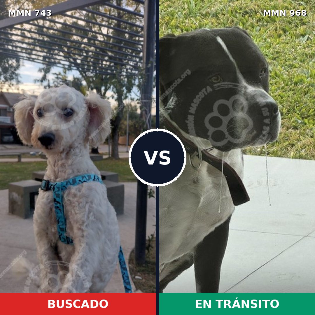 Comparativa MMS 15279: mascota perdida y mascota encontrada, 33% de similitud