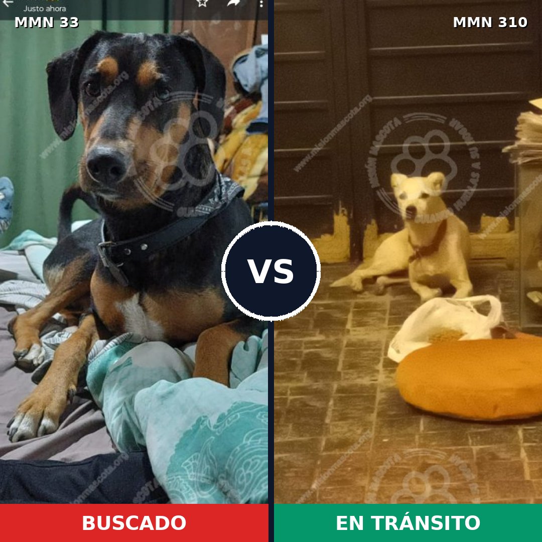 Comparativa MMS 1528: mascota perdida y mascota encontrada, 63% de similitud