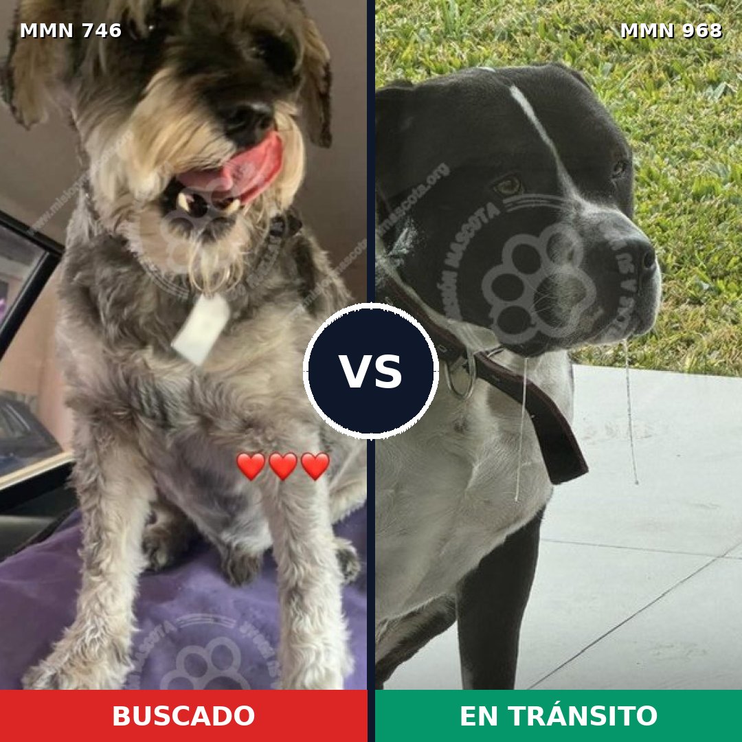 Comparativa MMS 15281: mascota perdida y mascota encontrada, 6% de similitud