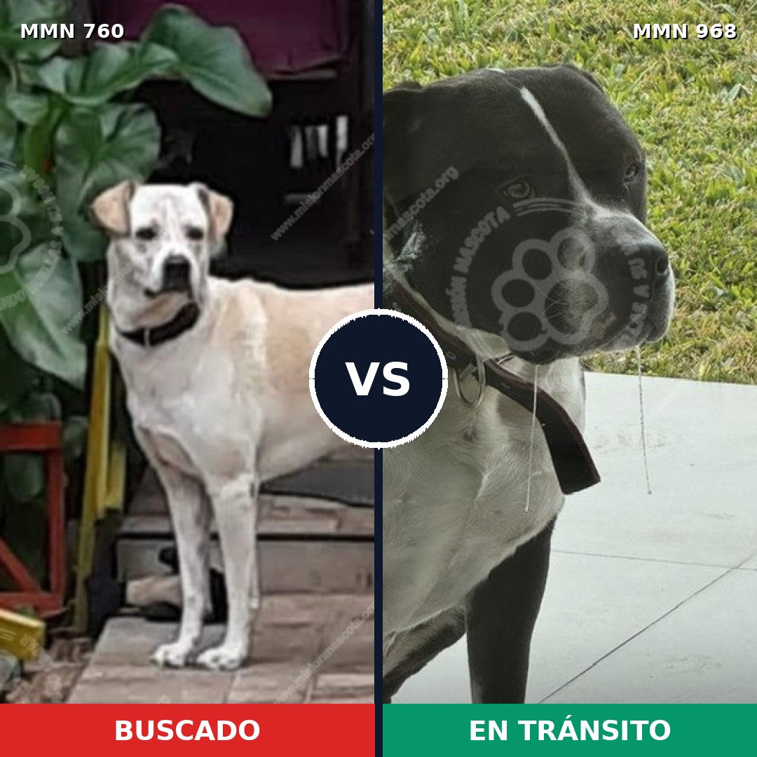 Comparativa MMS 15282: mascota perdida y mascota encontrada, 26% de similitud