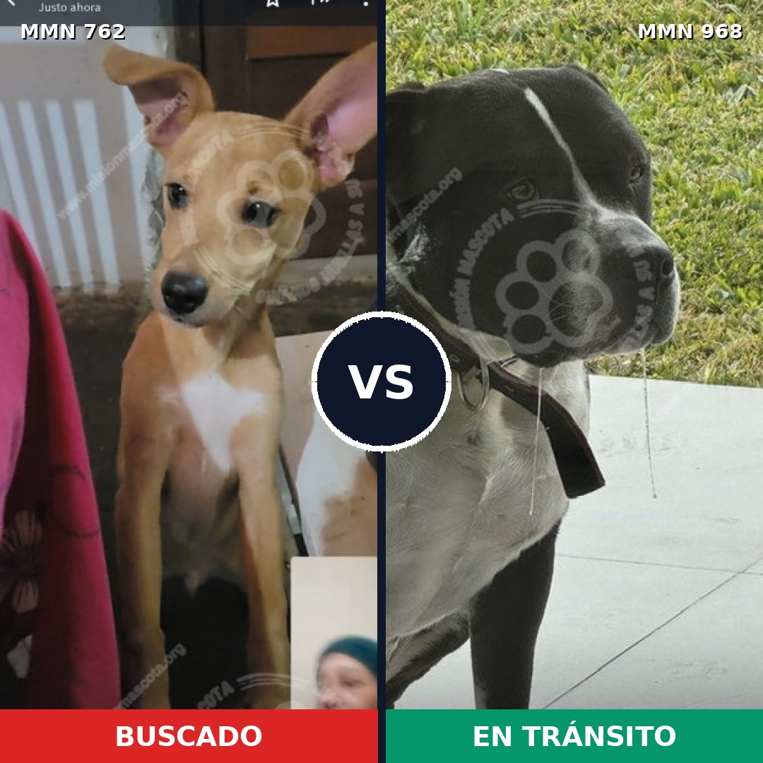 Comparativa MMS 15283: mascota perdida y mascota encontrada, 38% de similitud