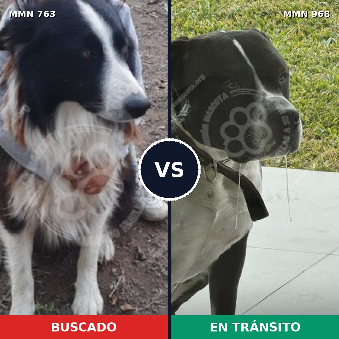 Comparativa MMS 15284: mascota perdida y mascota encontrada, 38% de similitud
