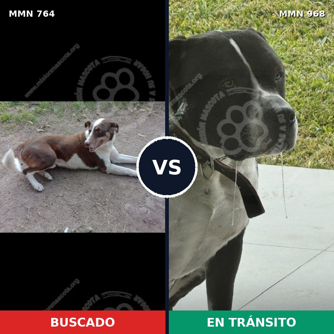 Comparativa MMS 15285: mascota perdida y mascota encontrada, 48% de similitud
