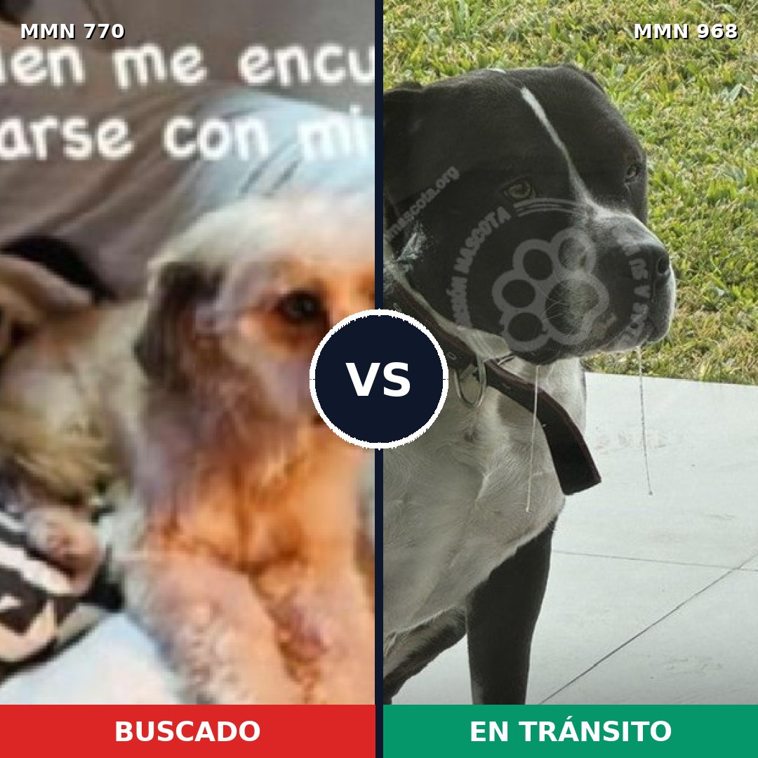 Comparativa MMS 15288: mascota perdida y mascota encontrada, 28% de similitud