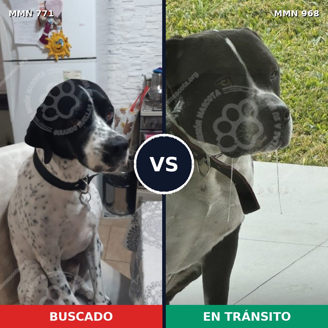 Comparativa MMS 15289: mascota perdida y mascota encontrada, 53% de similitud