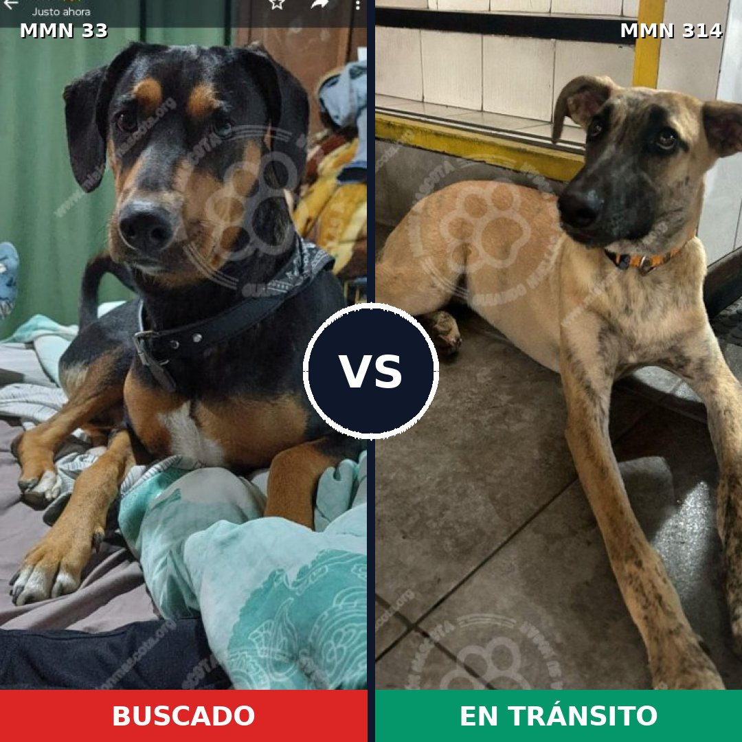 Comparativa MMS 1529: mascota perdida y mascota encontrada, 75% de similitud