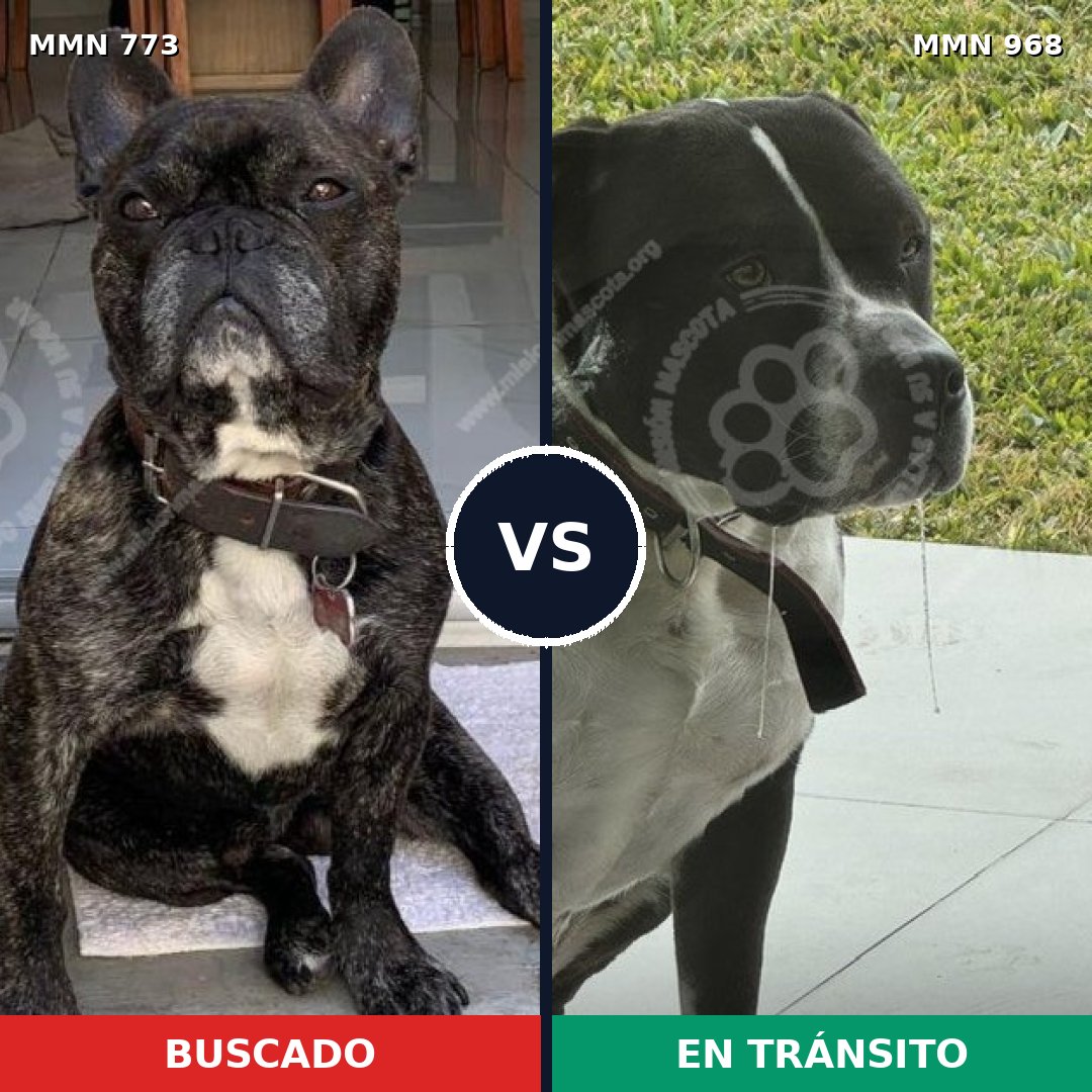Comparativa MMS 15290: mascota perdida y mascota encontrada, 40% de similitud