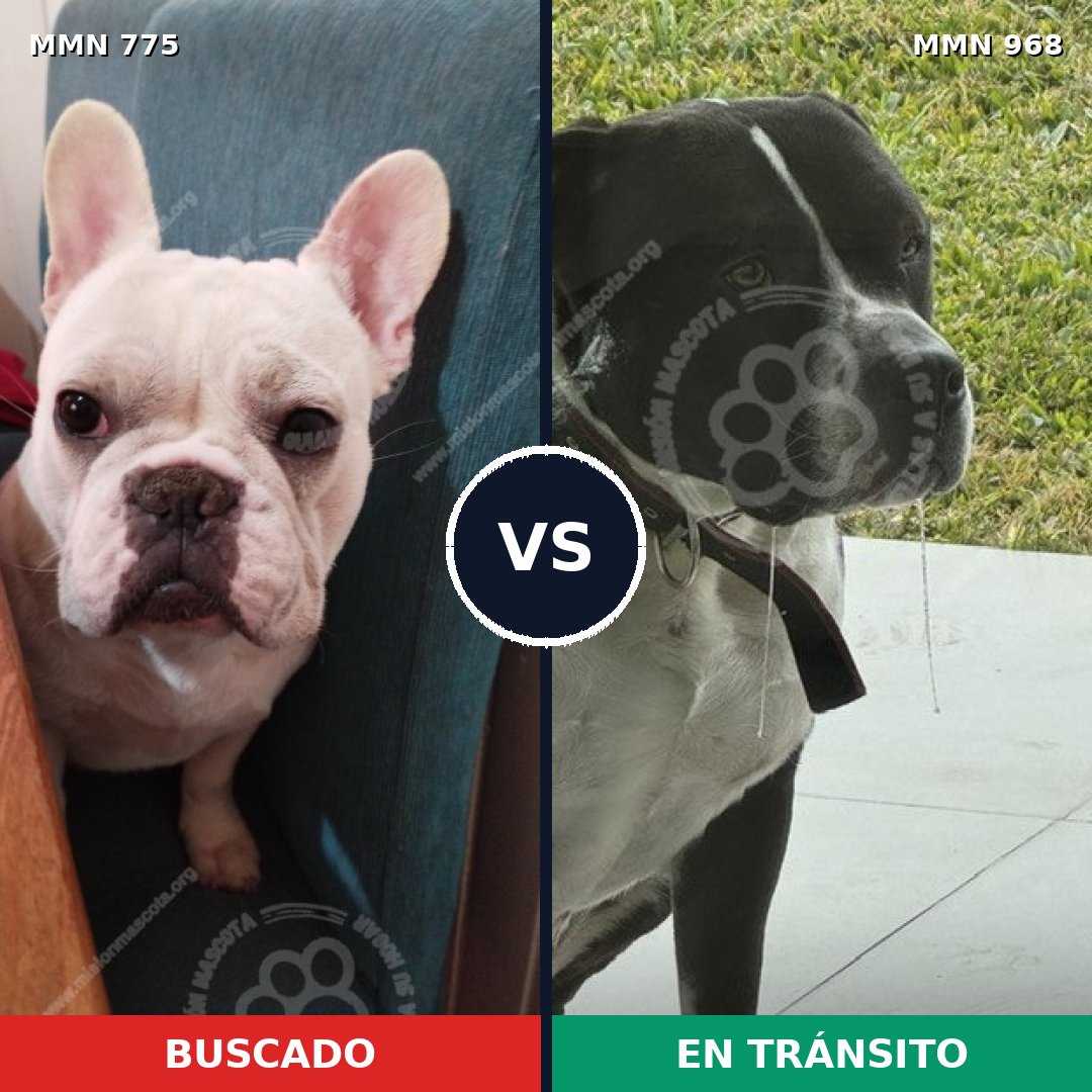 Comparativa MMS 15291: mascota perdida y mascota encontrada, 34% de similitud