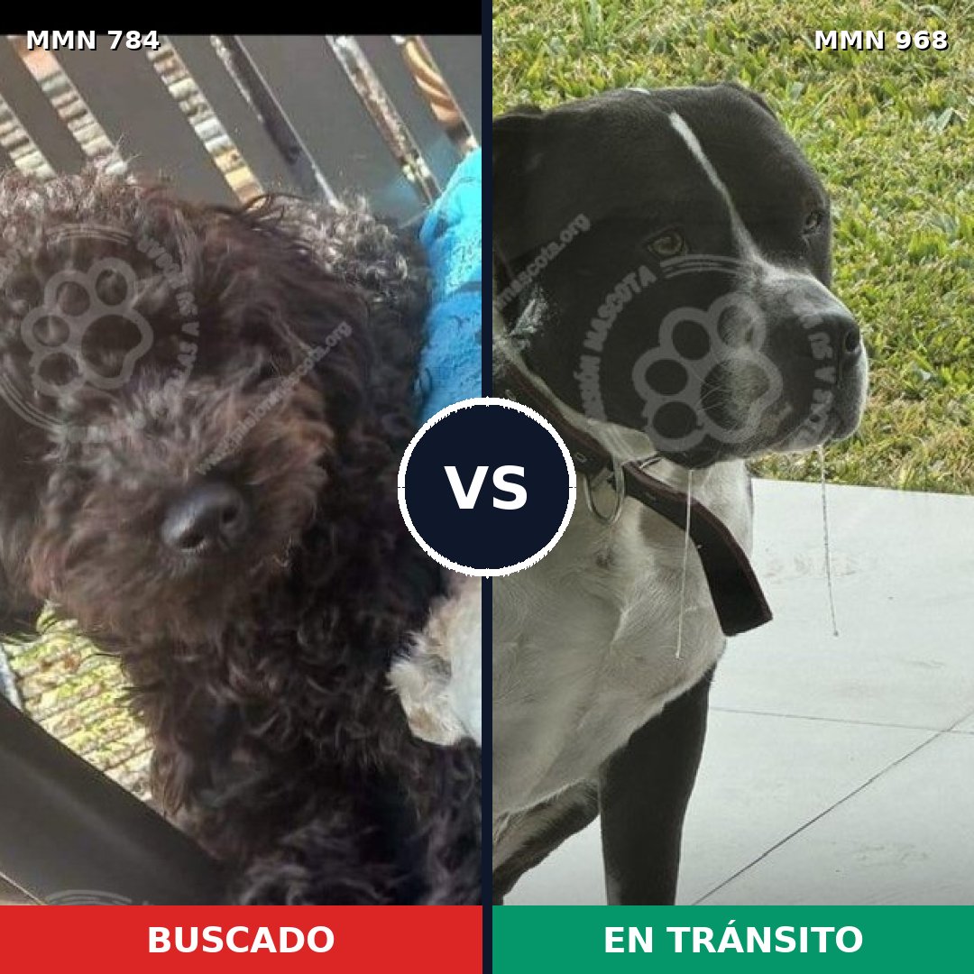 Comparativa MMS 15294: mascota perdida y mascota encontrada, 28% de similitud