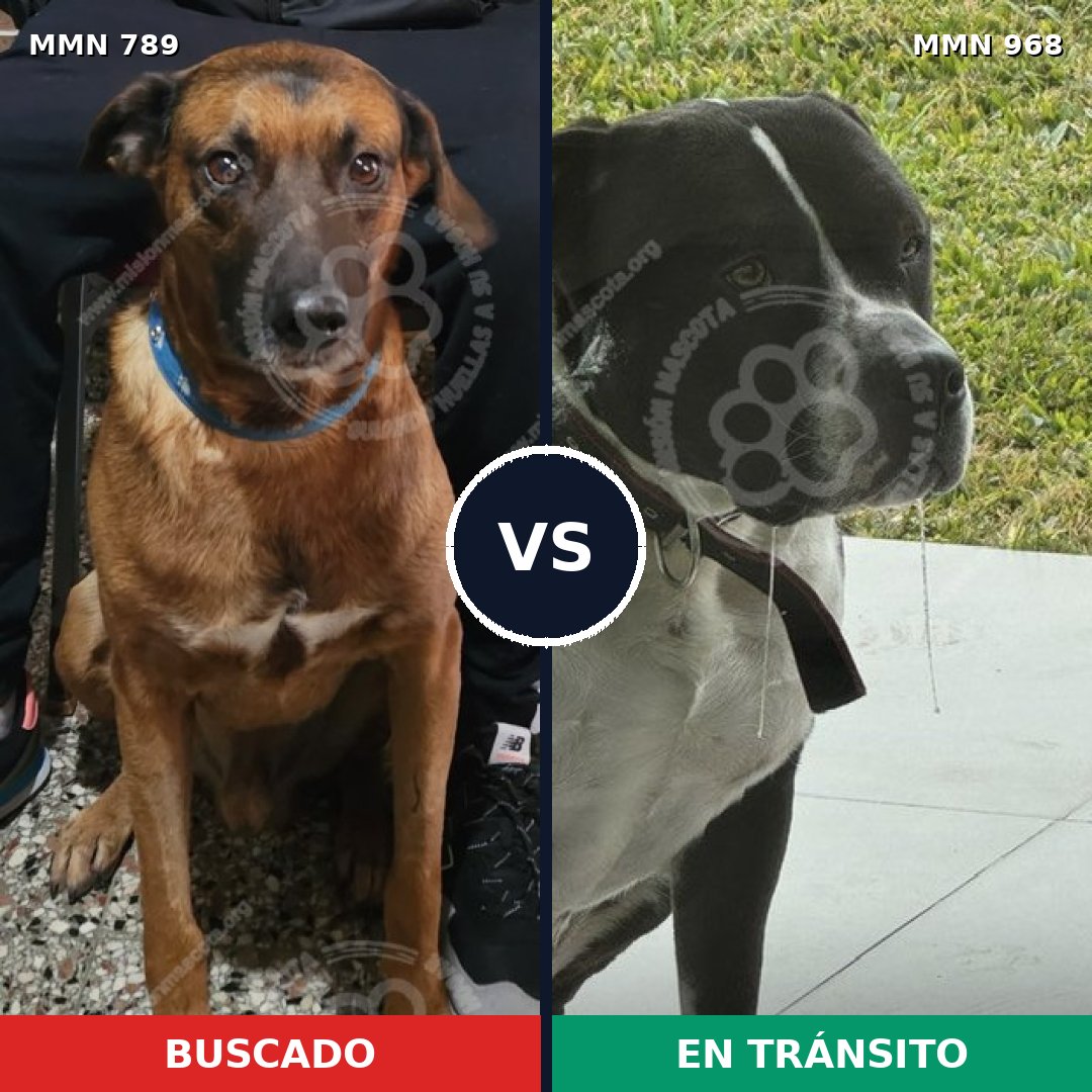Comparativa MMS 15295: mascota perdida y mascota encontrada, 52% de similitud