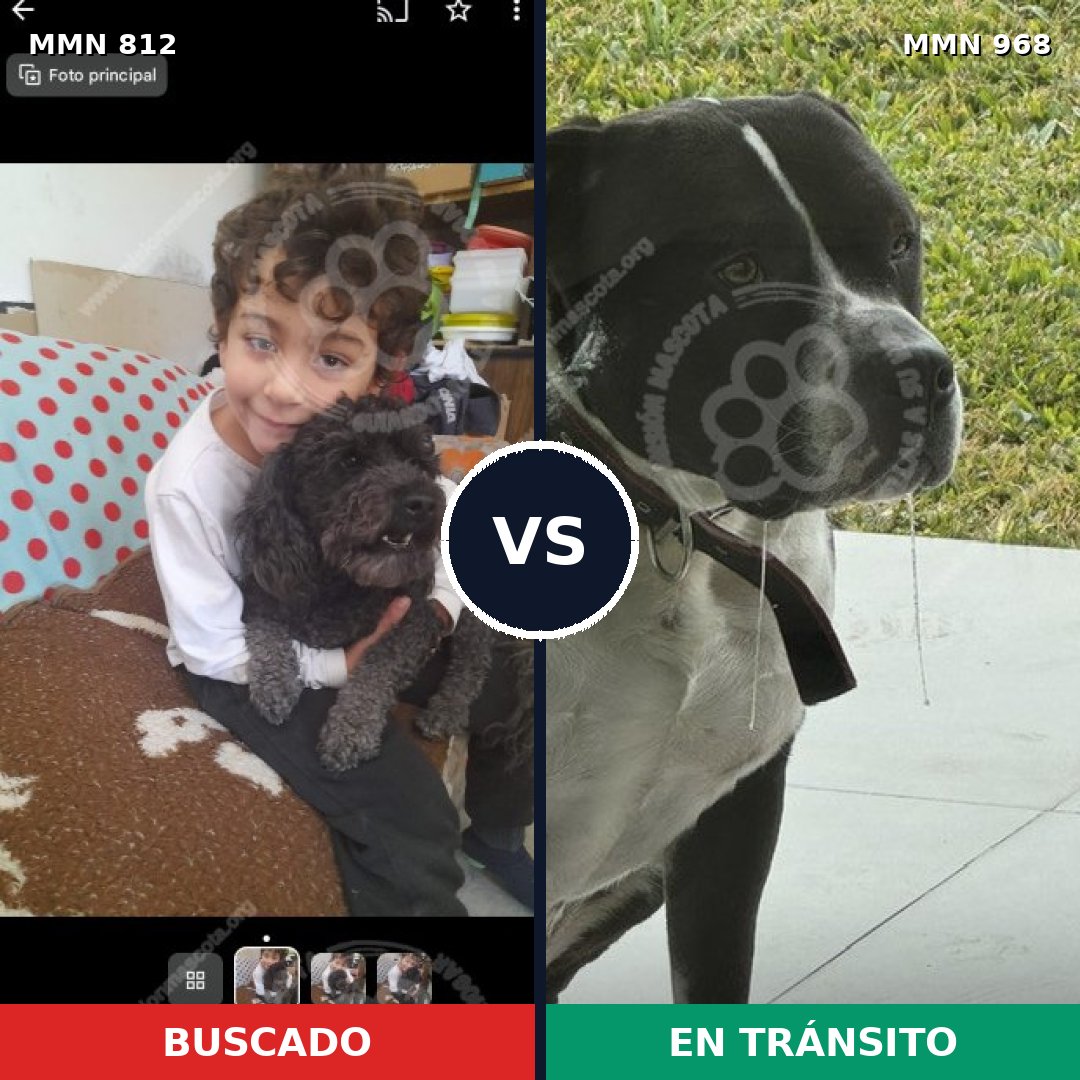 Comparativa MMS 15296: mascota perdida y mascota encontrada, 21% de similitud