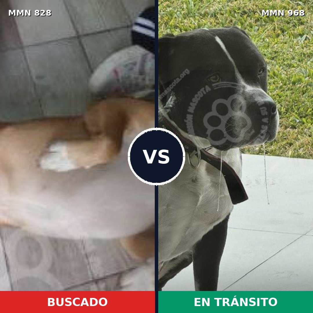 Comparativa MMS 15297: mascota perdida y mascota encontrada, 35% de similitud