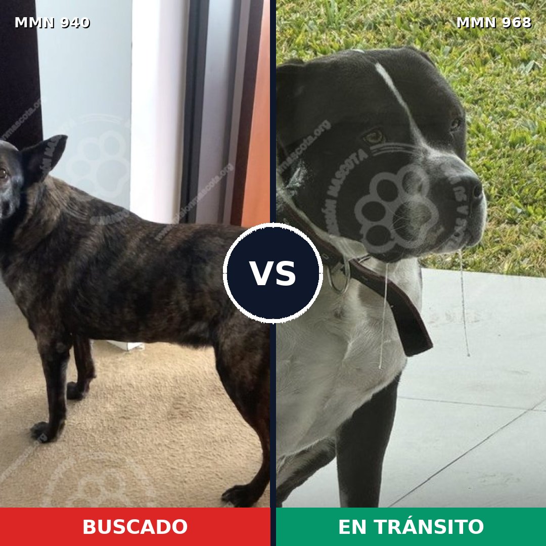 Comparativa MMS 15298: mascota perdida y mascota encontrada, 46% de similitud