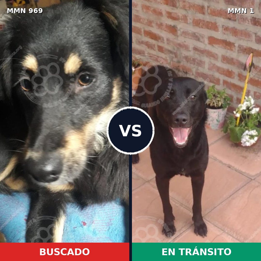 Comparativa MMS 15299: mascota perdida y mascota encontrada, 81% de similitud