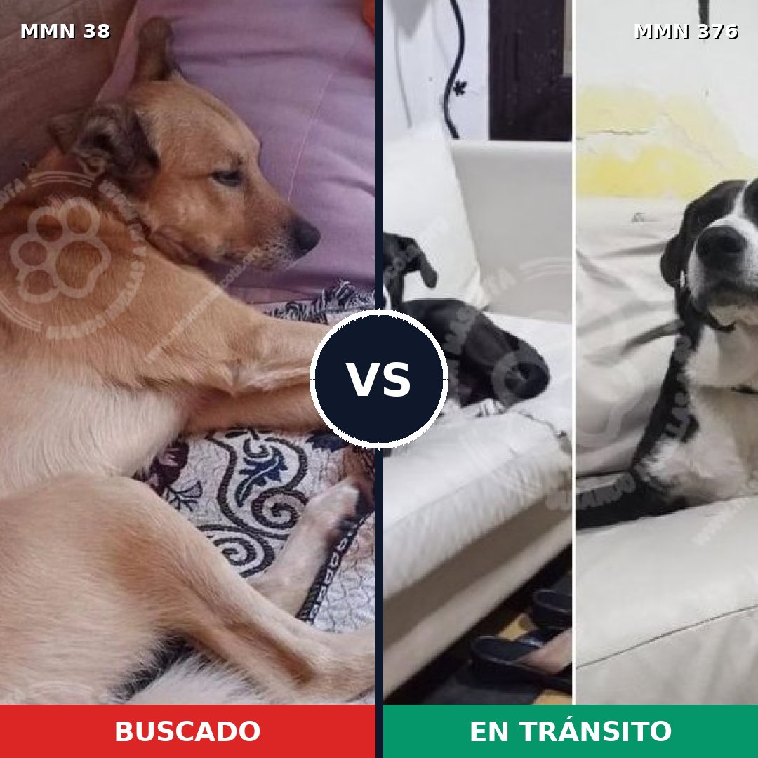 Comparativa MMS 153: mascota perdida y mascota encontrada, 64% de similitud