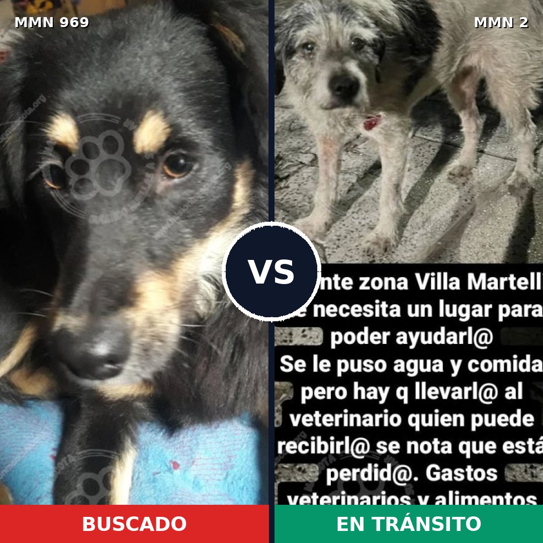 Comparativa MMS 15300: mascota perdida y mascota encontrada, 64% de similitud